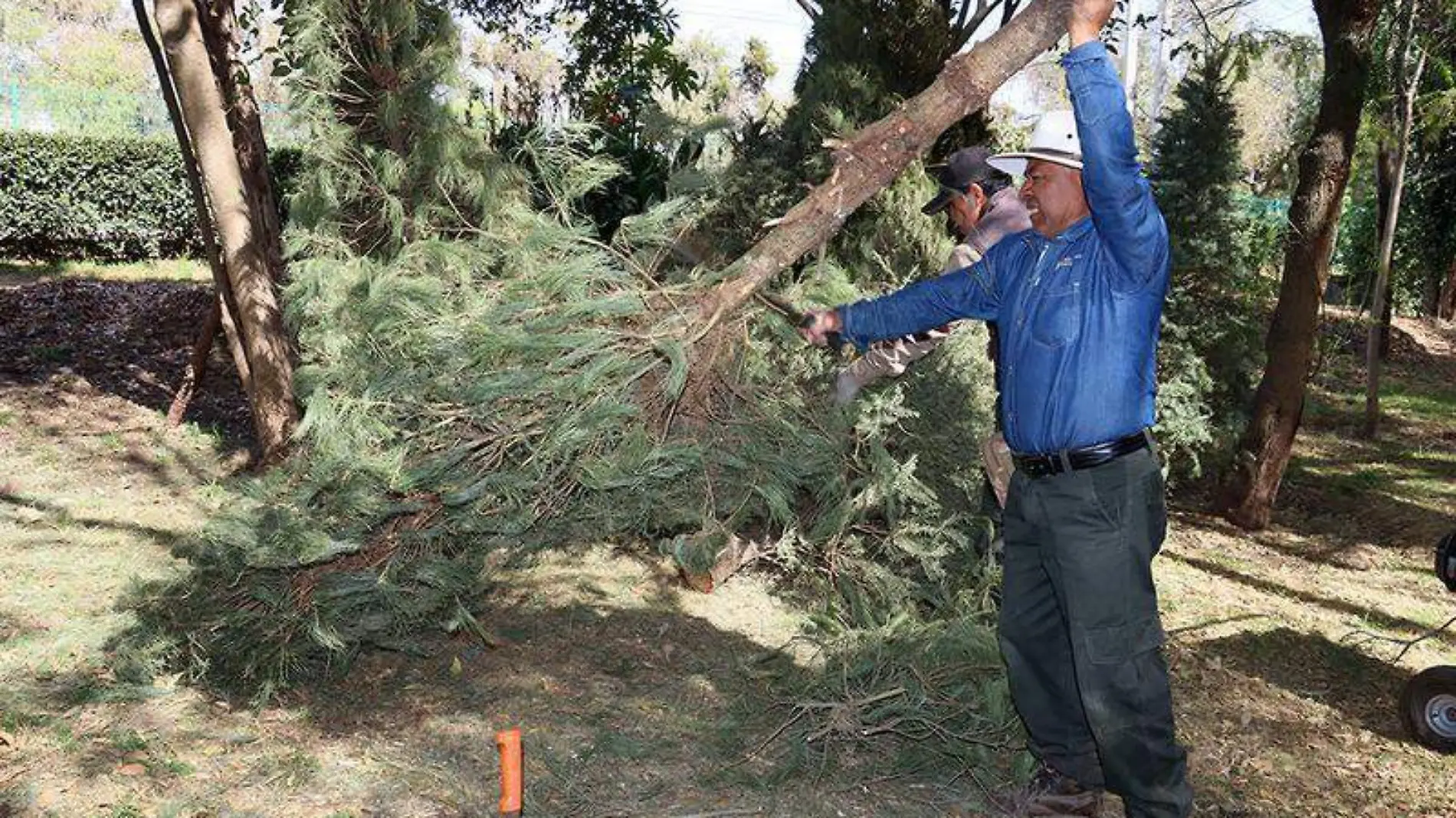 Árbol de navidad